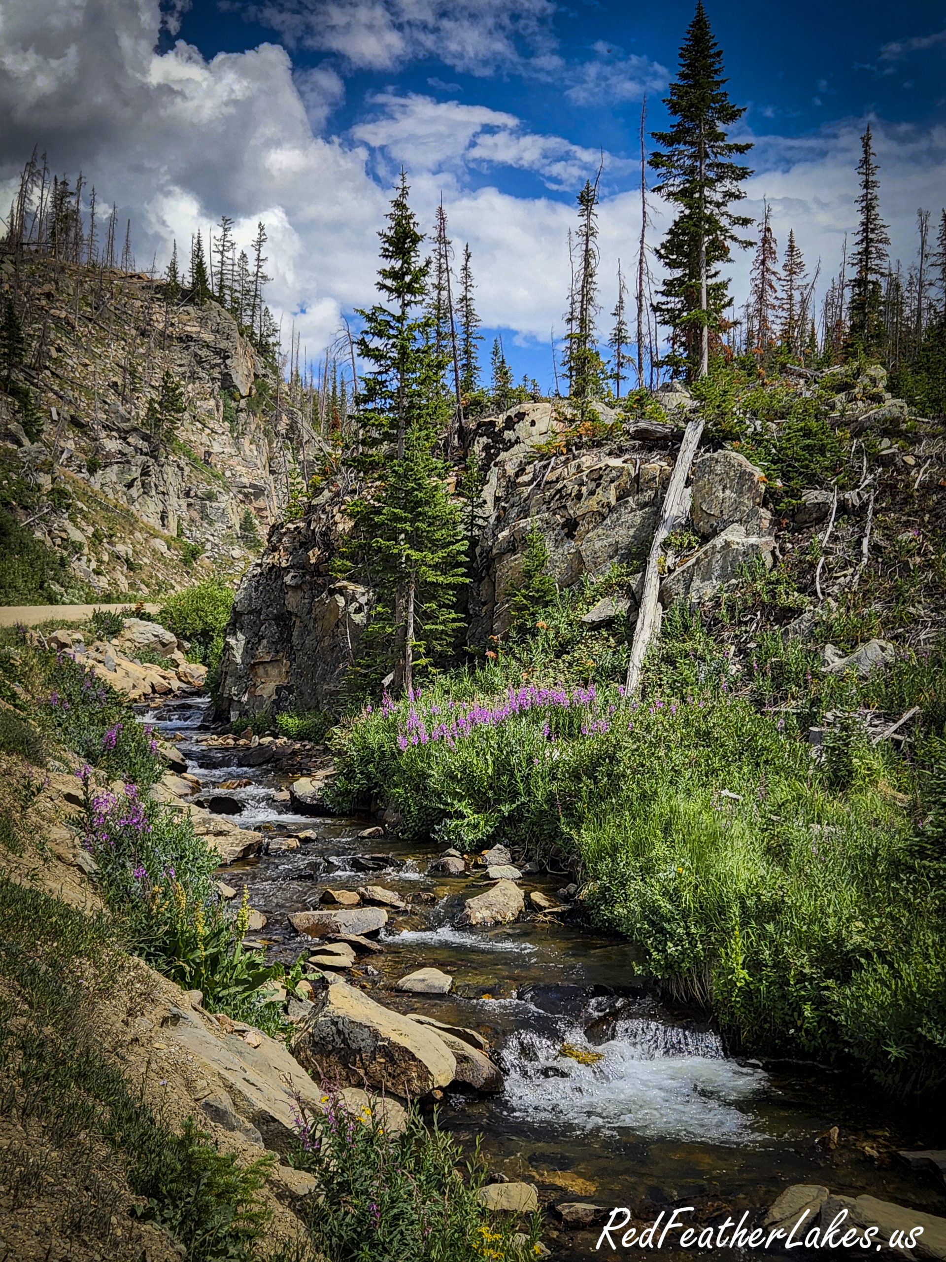 Fireweed blooming beside a snowmelt creek along Long Draw Road