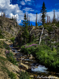 Fireweed, creek water and rock along Long Draw Road in mid-summer