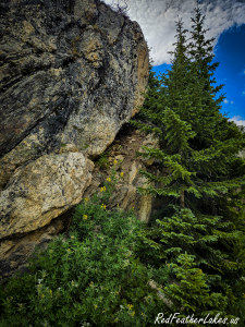 A young spruce at the base of a high rock outcrop along Long Draw Road