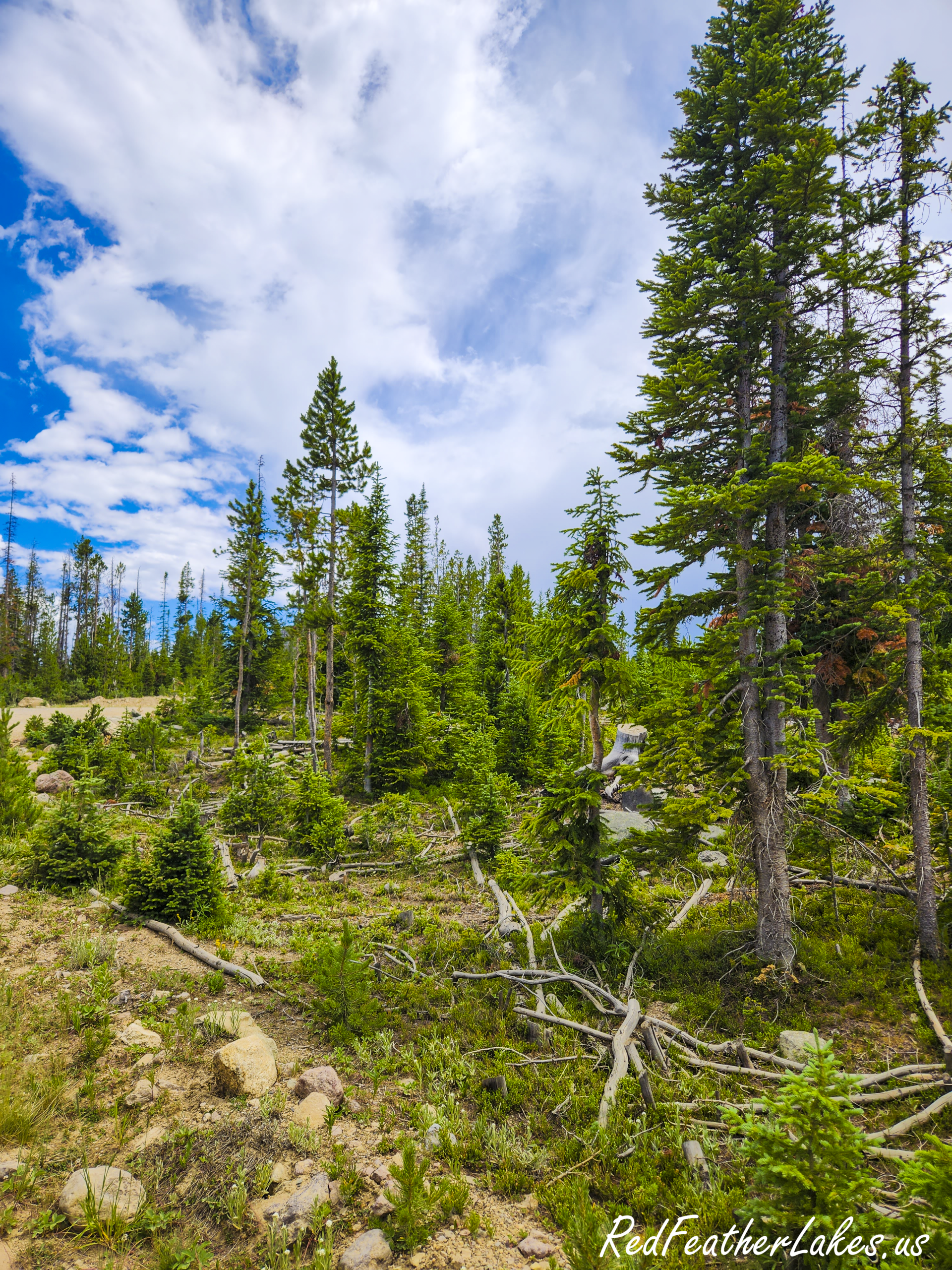 Subalpine spruce and fir along Long Draw Road, one of the forest types the drive passes through