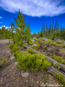 Grouse whortleberry carpeting the forest floor between downed logs along Long Draw Road
