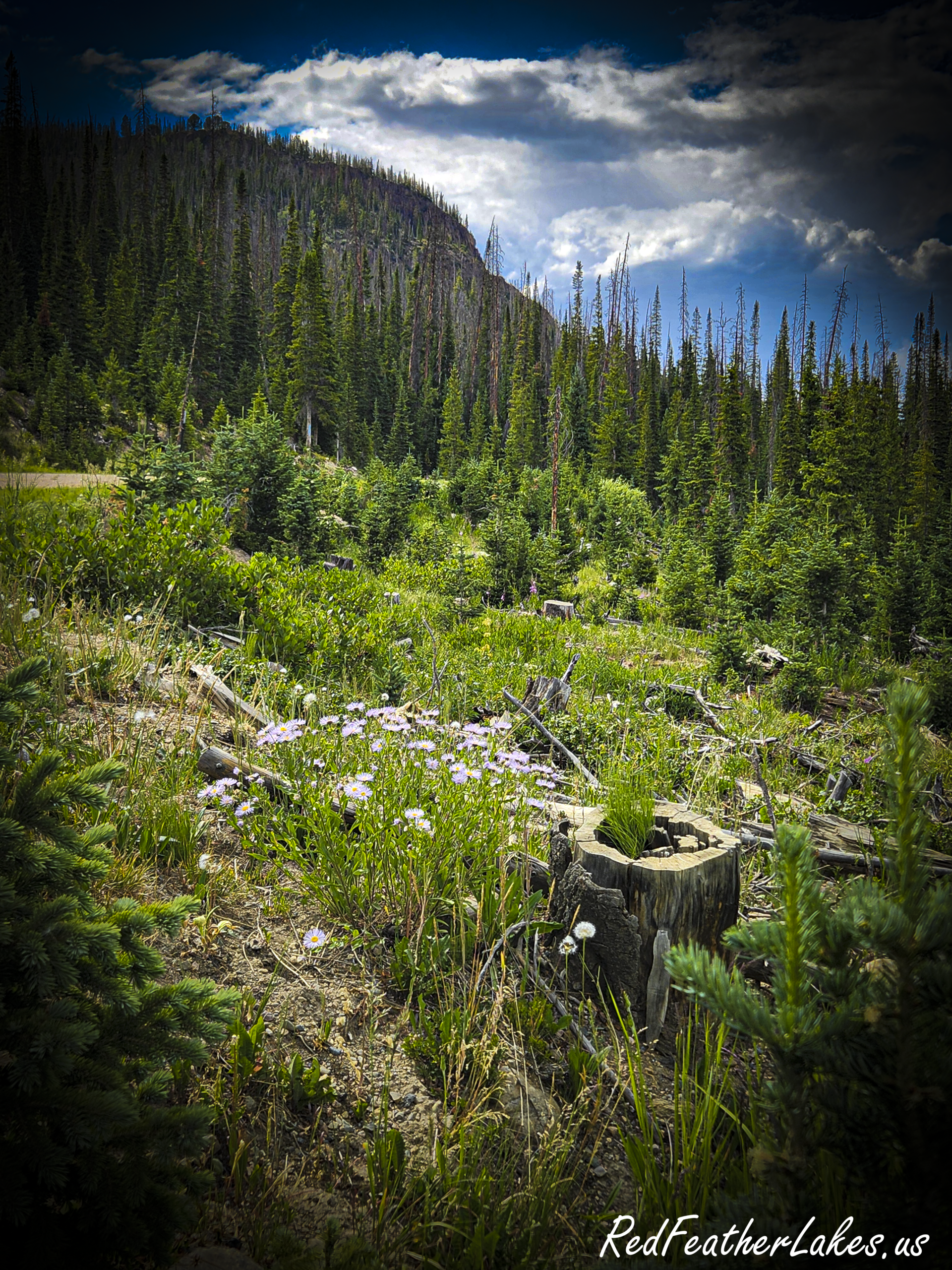 Wild aster blooming beside a hollowed log along Long Draw Road