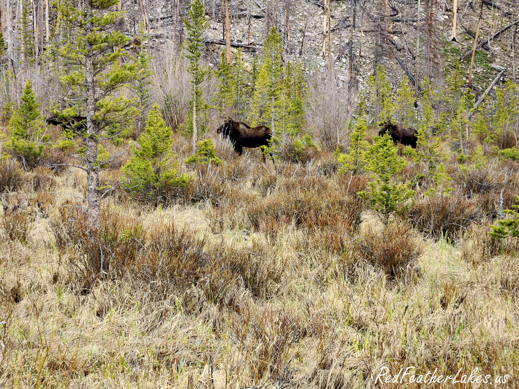 Two moose browsing in willows below a burn-scarred hillside in Northwest Larimer County, Colorado