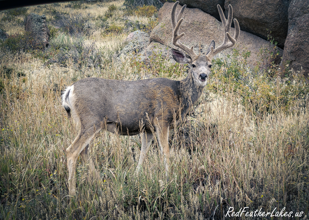 A large mule deer buck in golden grass among granite boulders in Northwest Larimer County, Colorado