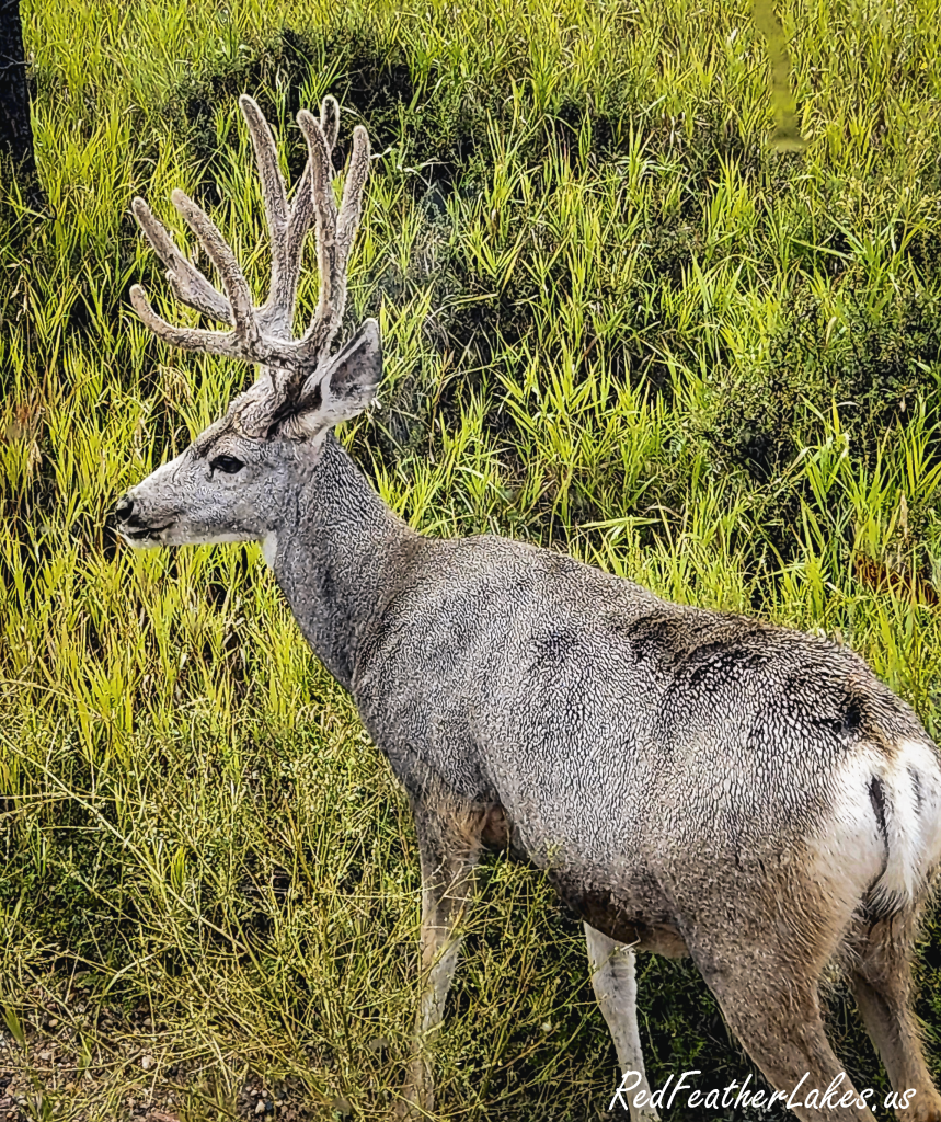 A mule deer buck with antlers still in velvet in Northwest Larimer County, Colorado