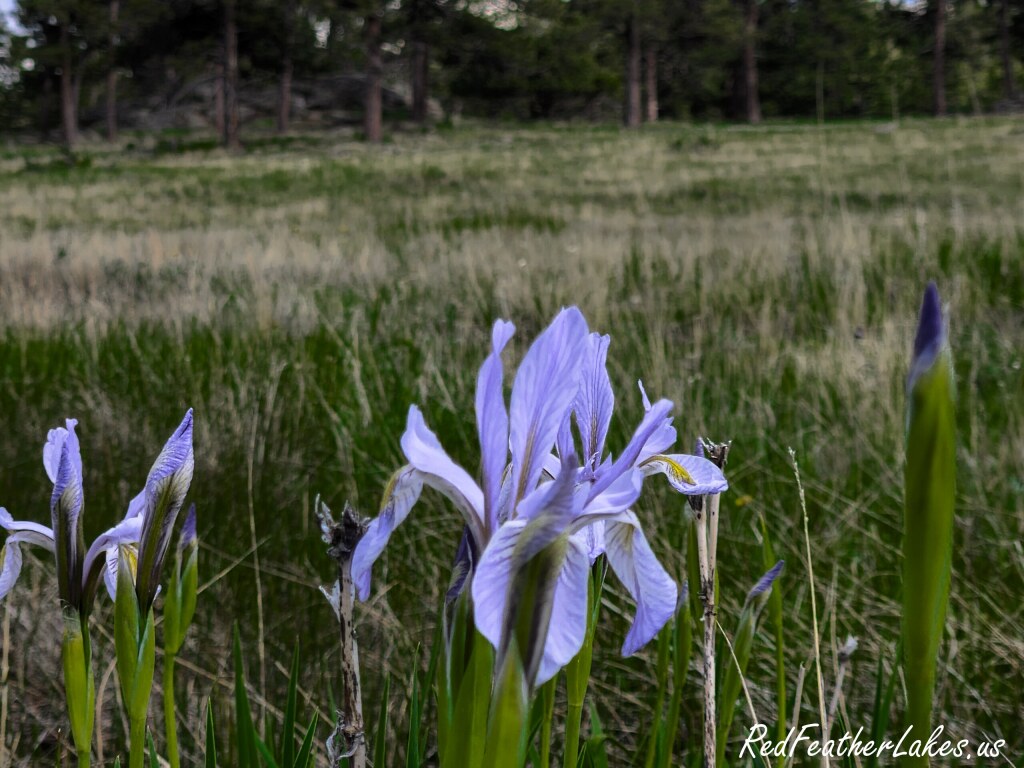 A wild Rocky Mountain iris blooming in a grassy meadow with forest behind in Northwest Larimer County, Colorado