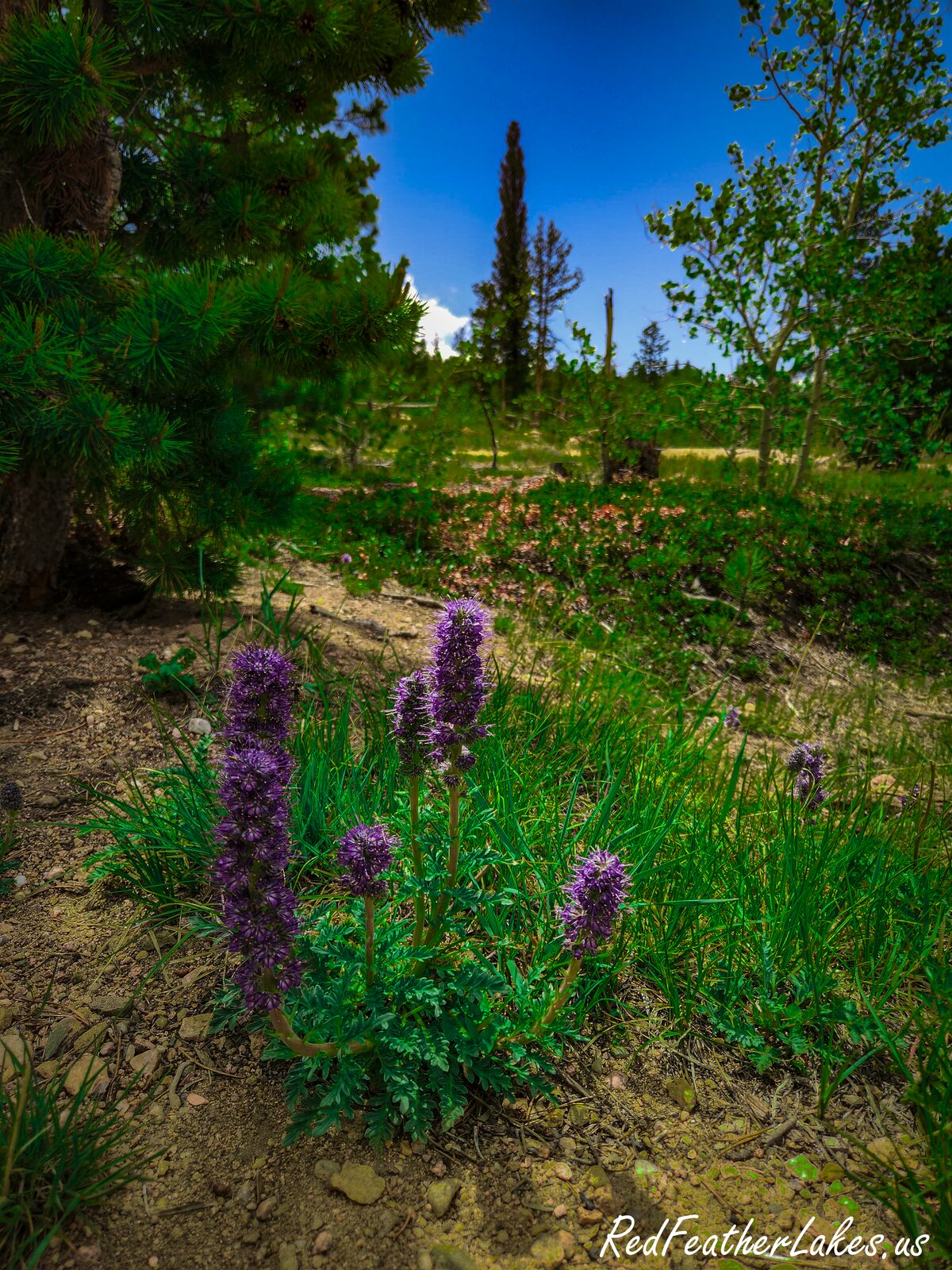 Molly lake red feather 02
